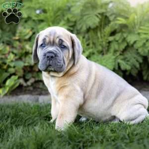 Iron, Cane Corso Puppy